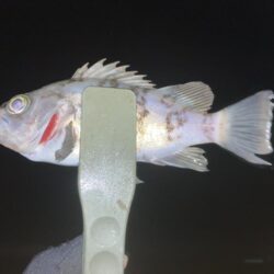 アジング、メバリング